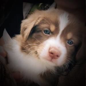 Meet your Posher, Brady